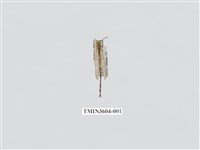 藏品(蟻蛉80)的圖片